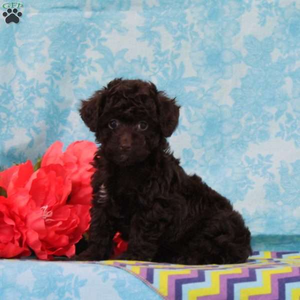 Milky Way, Toy Poodle Puppy